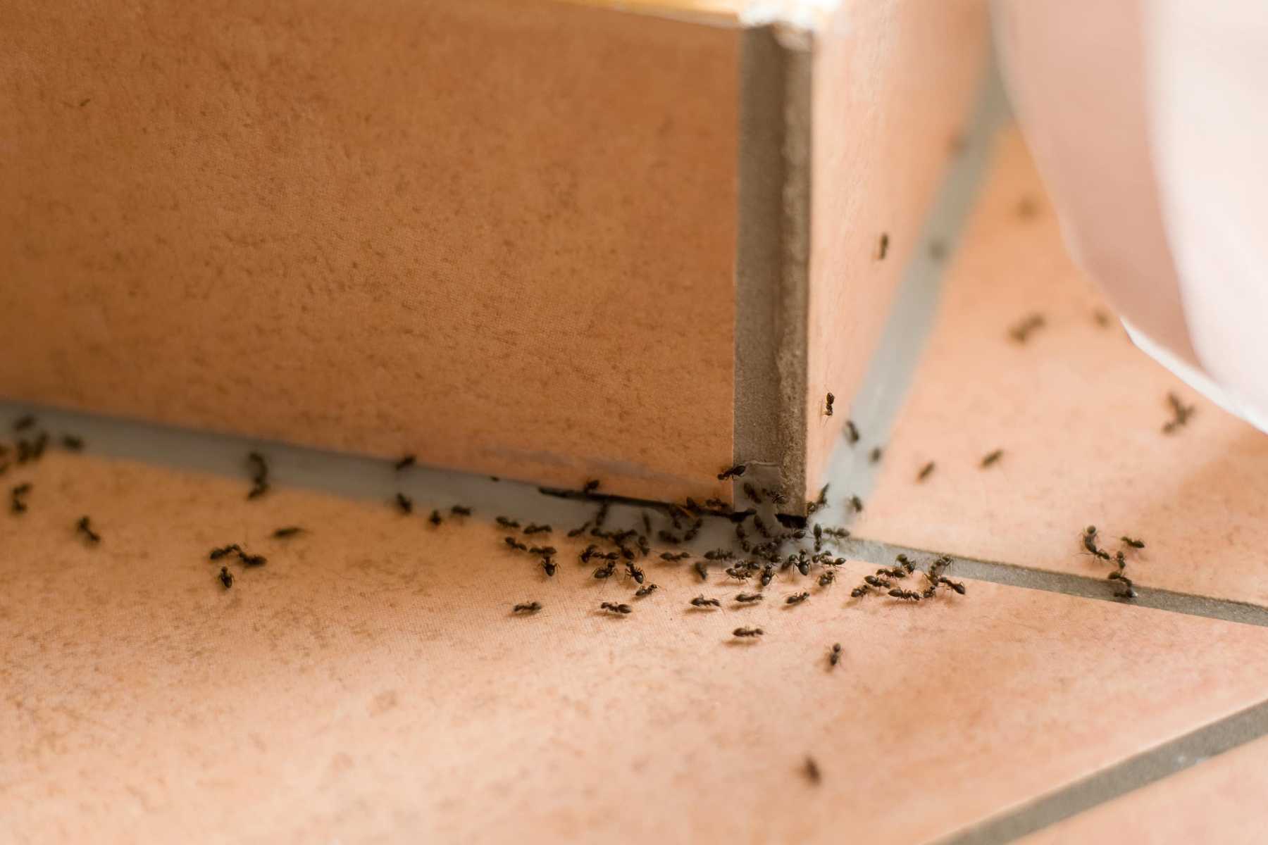 Dịch vụ diệt kiến ba khoang